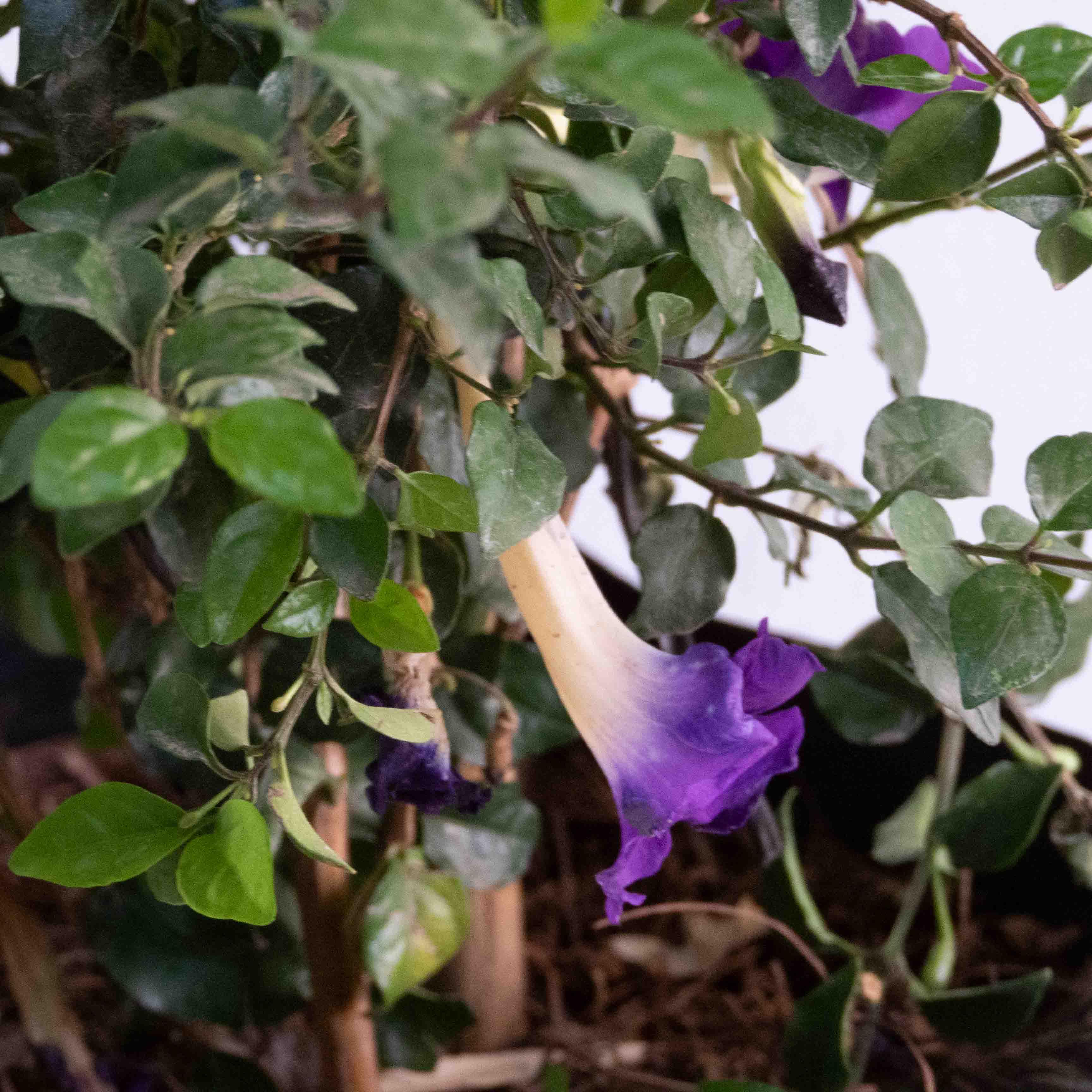 BIGNONIA (MORADA) - Vivero Yañez 