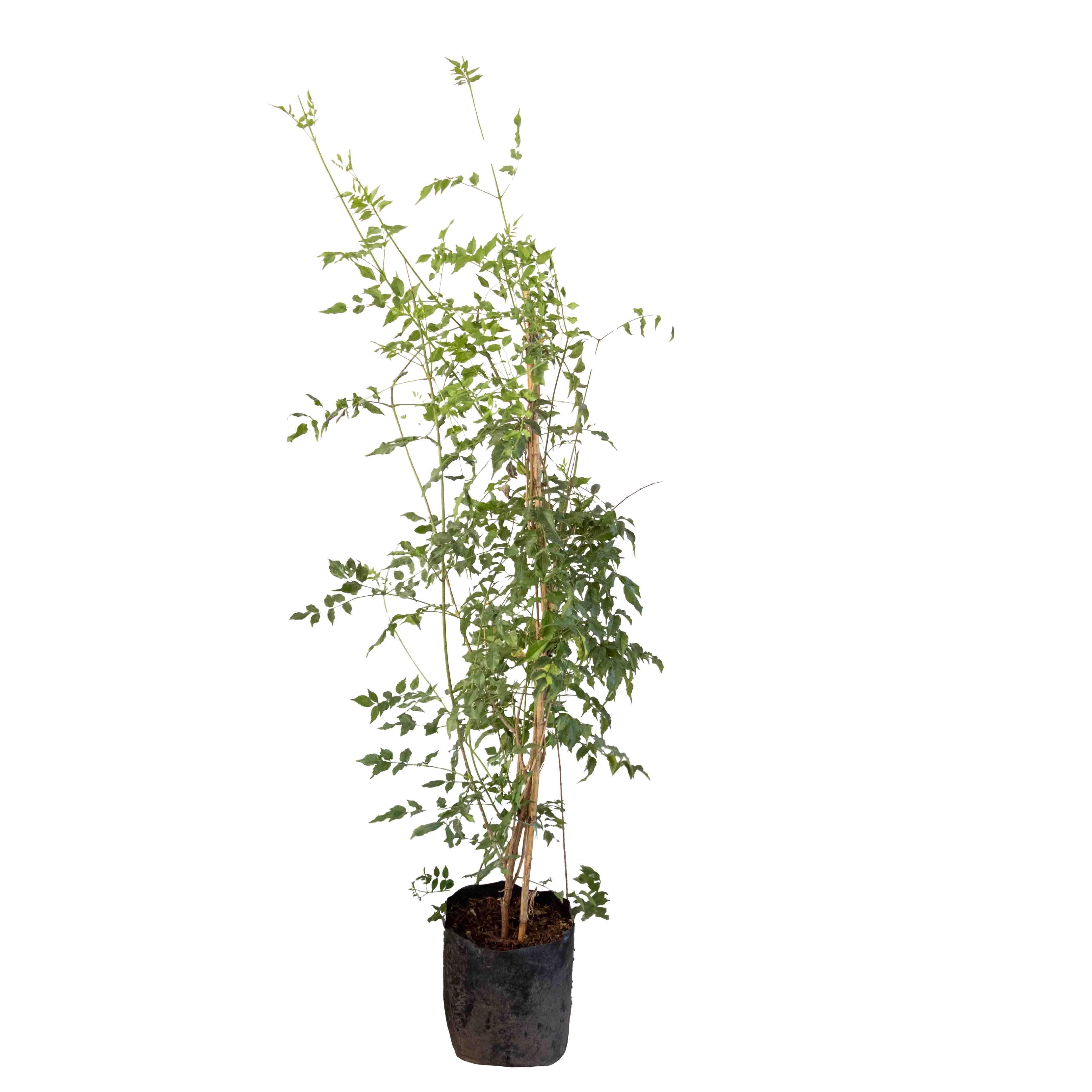BIGNONIA (ROSA) - Vivero Yañez 