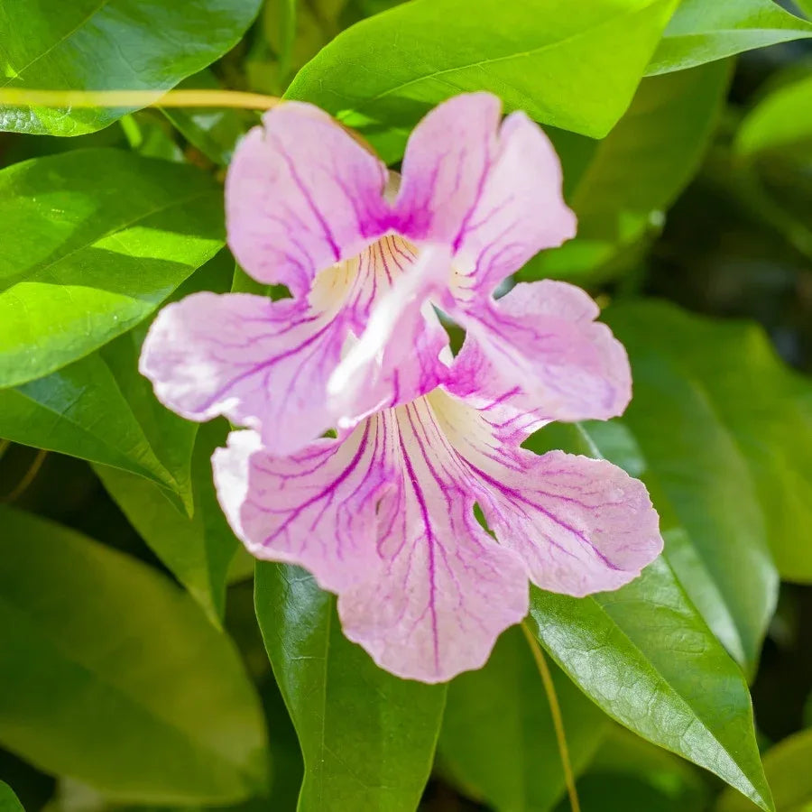 BIGNONIA (ROSA) - Vivero Yañez 