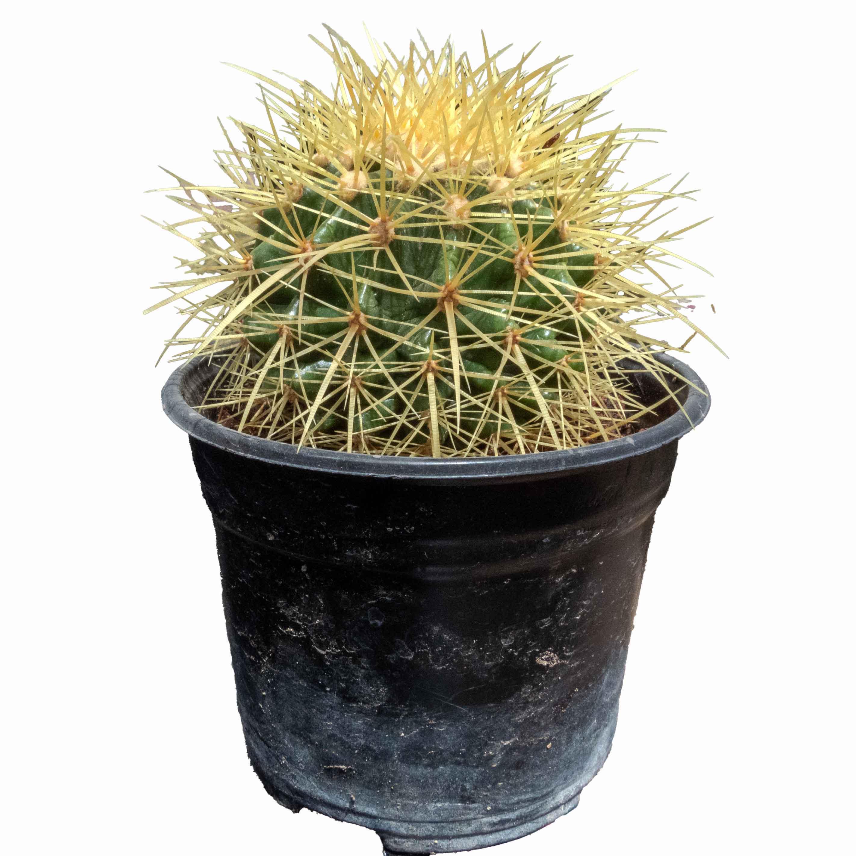 BIZNAGA AMARILLA GRUSONII CHICA - Vivero Yañez 