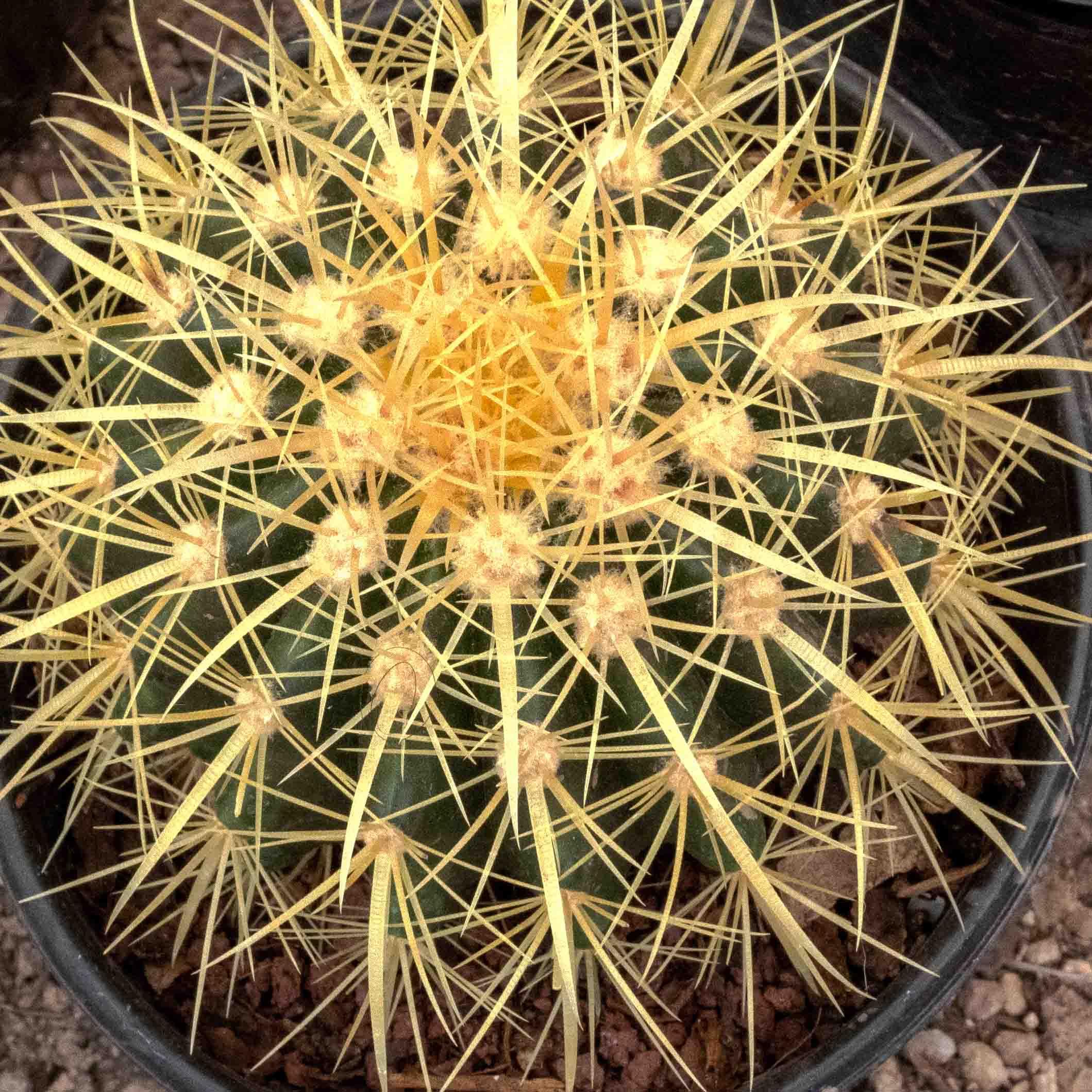 BIZNAGA AMARILLA GRUSONII CHICA - Vivero Yañez 