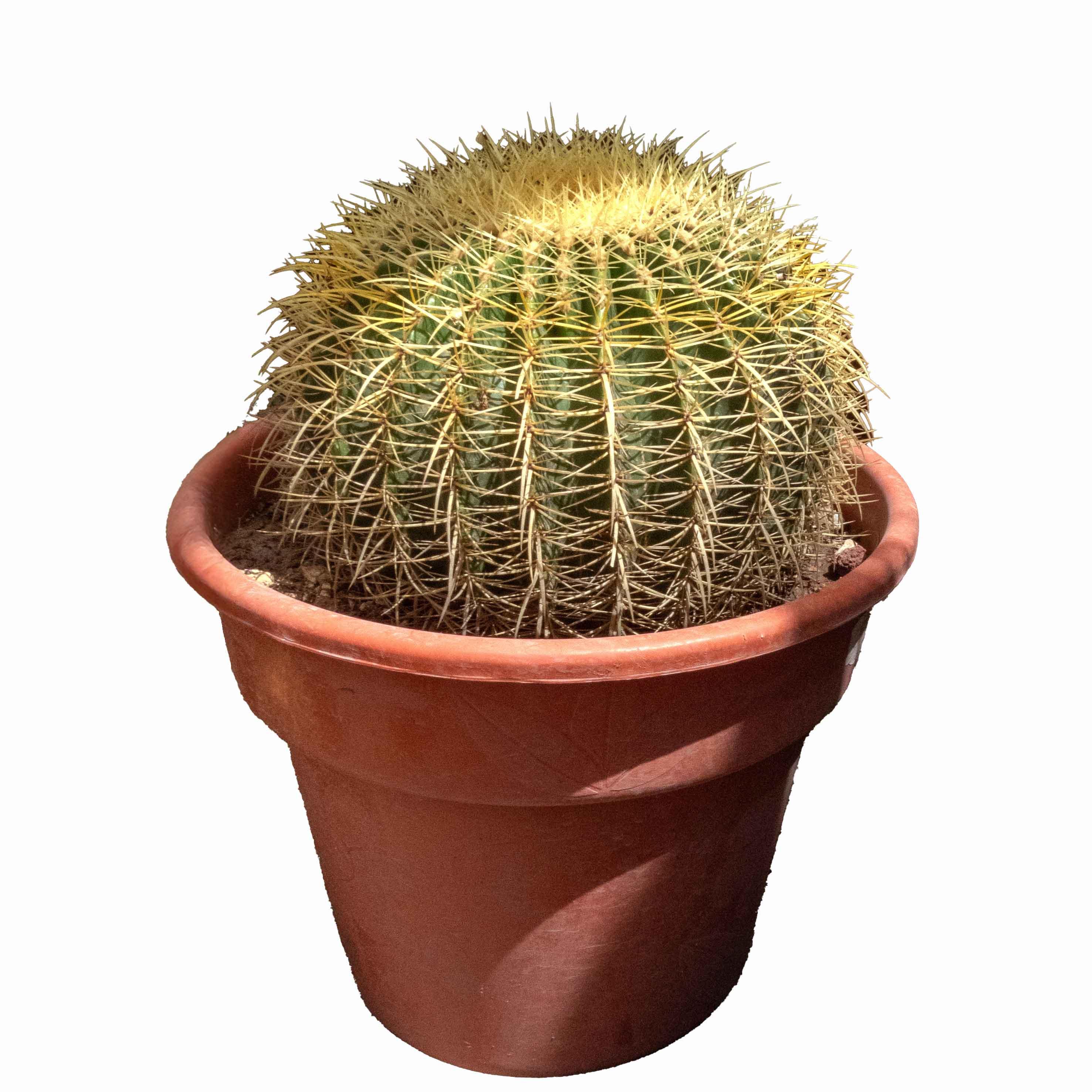 BIZNAGA AMARILLA GRUSONII GRANDE - Vivero Yañez 