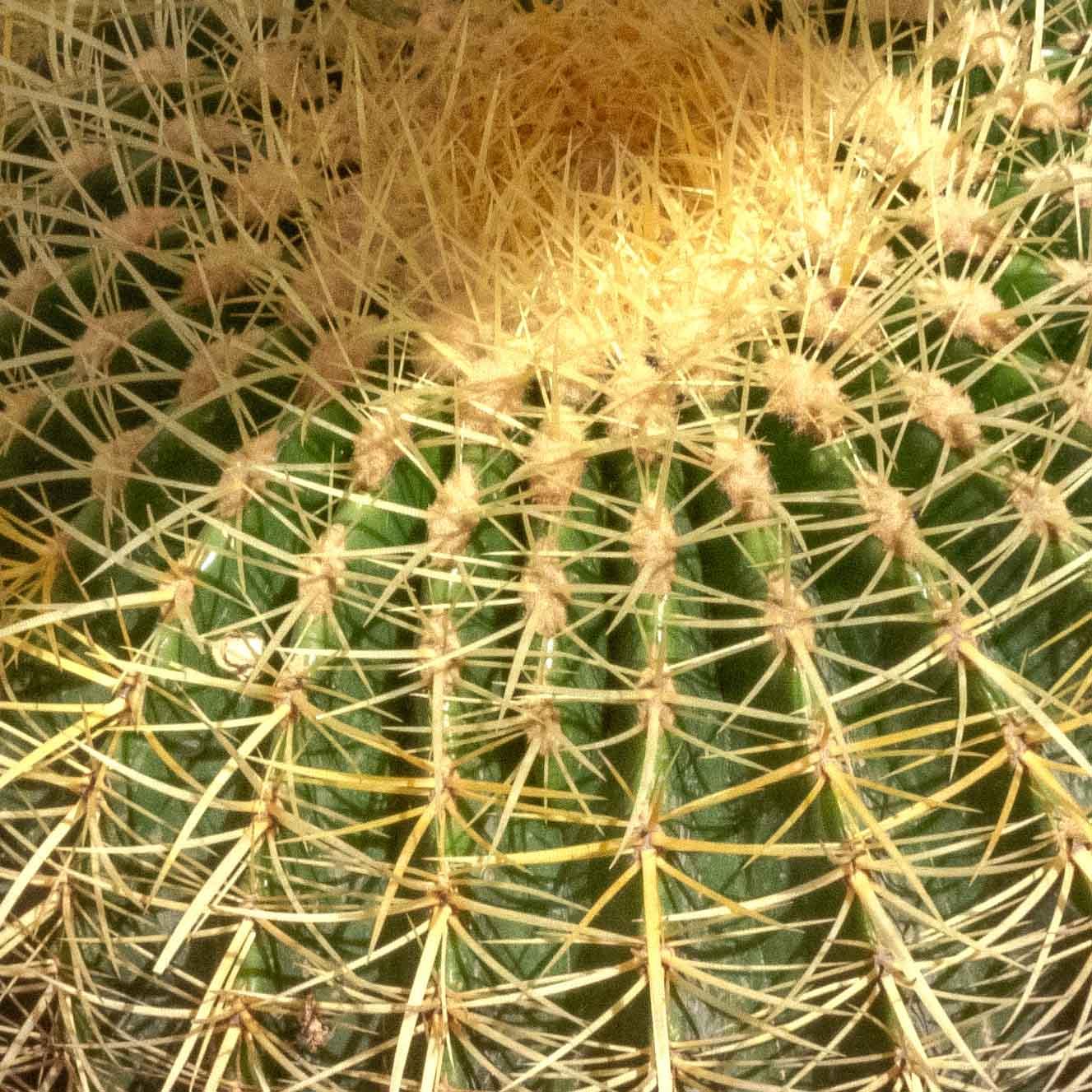 BIZNAGA AMARILLA GRUSONII GRANDE - Vivero Yañez 