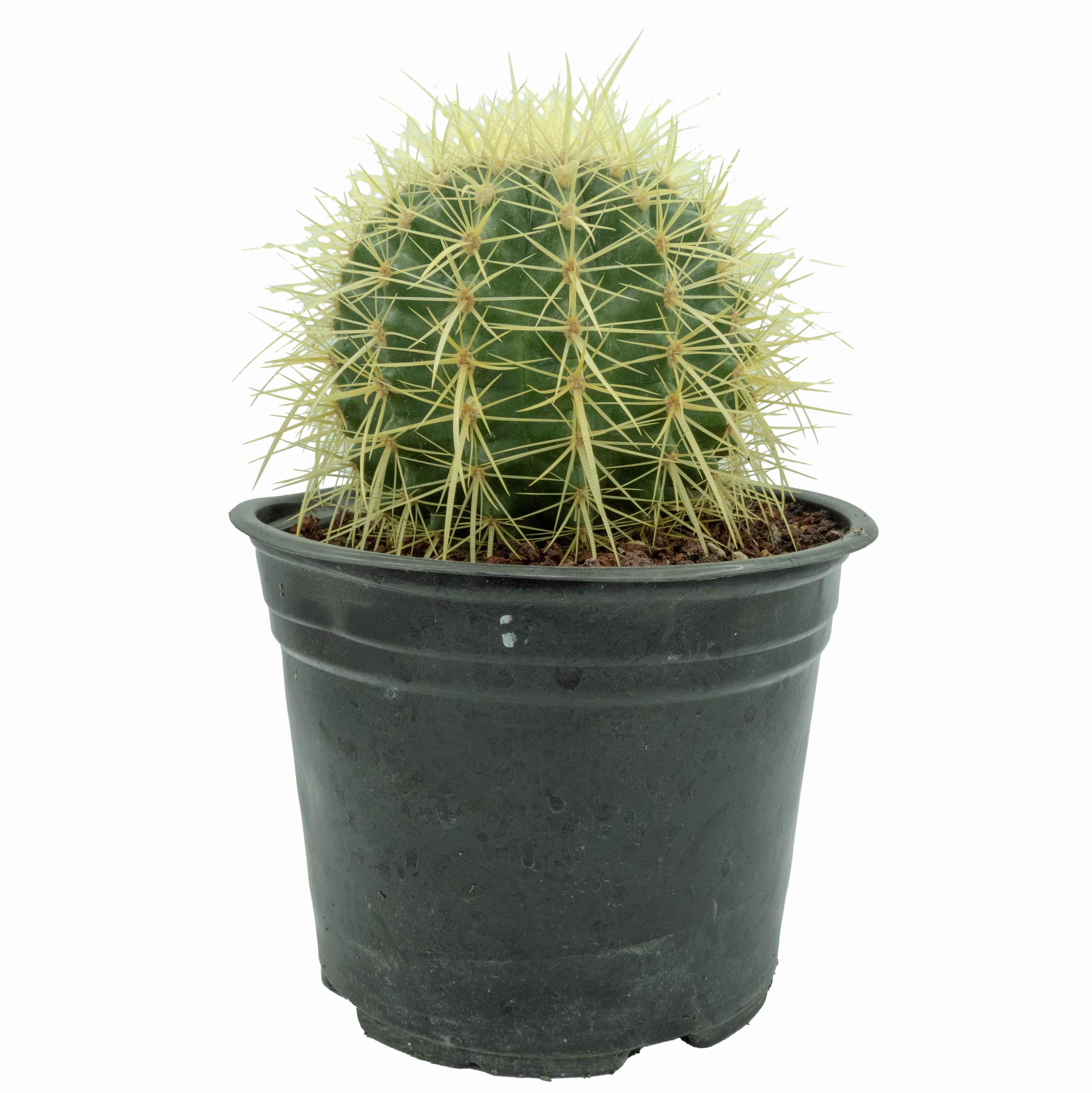 BIZNAGA AMARILLA GRUSONII MEDIANA - Vivero Yañez 