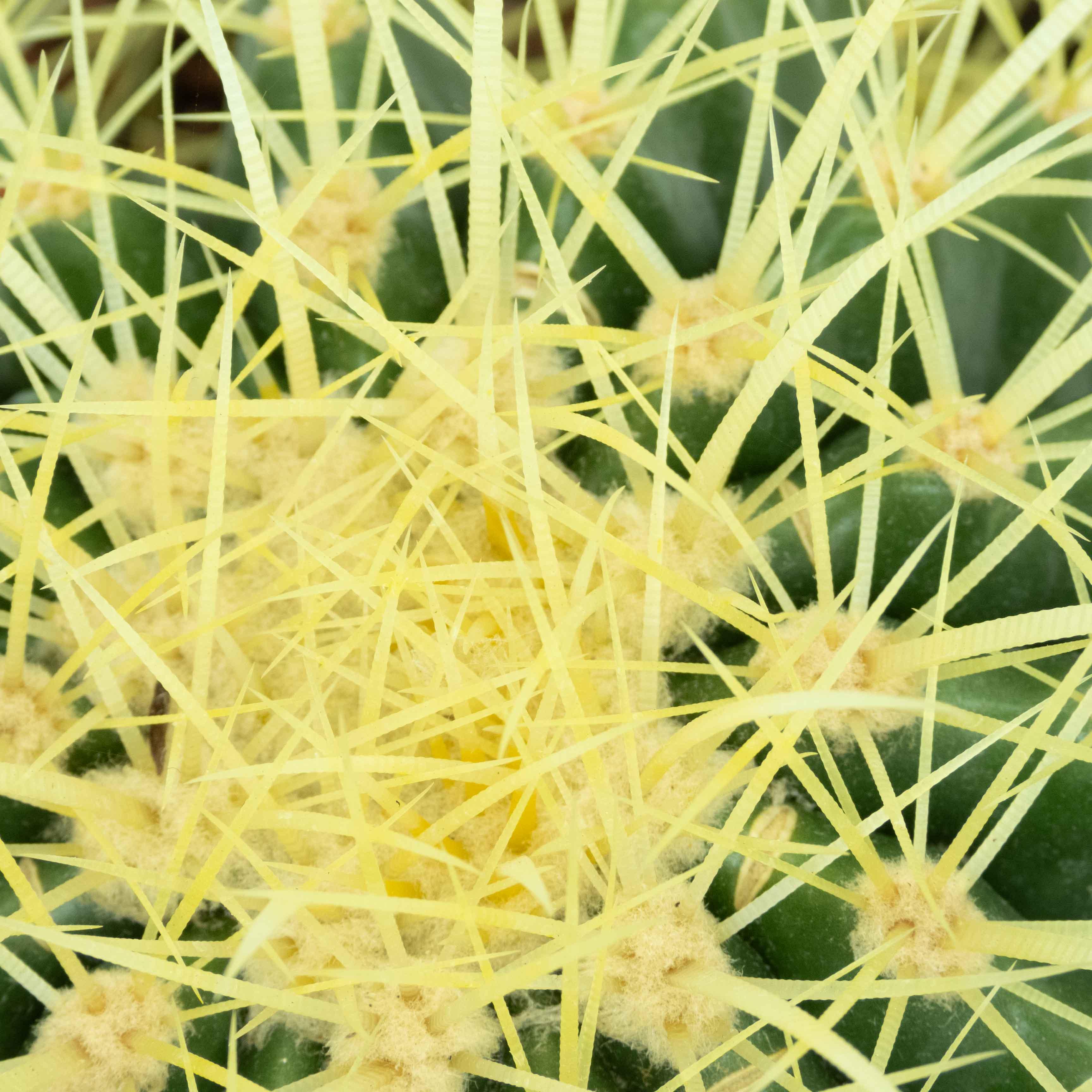 BIZNAGA AMARILLA GRUSONII MEDIANA - Vivero Yañez 