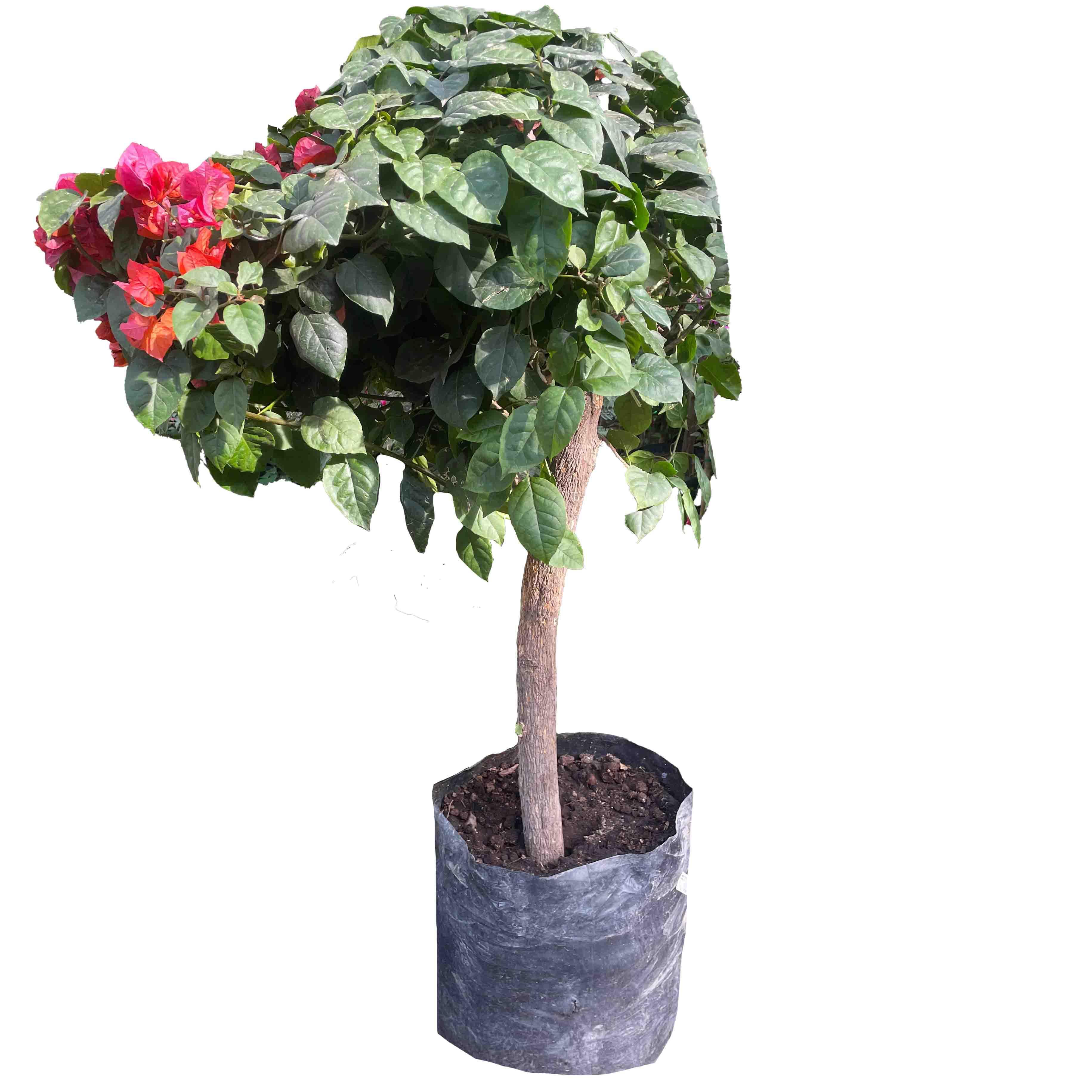 BUGANVILIA TRONCO - Vivero Yañez 