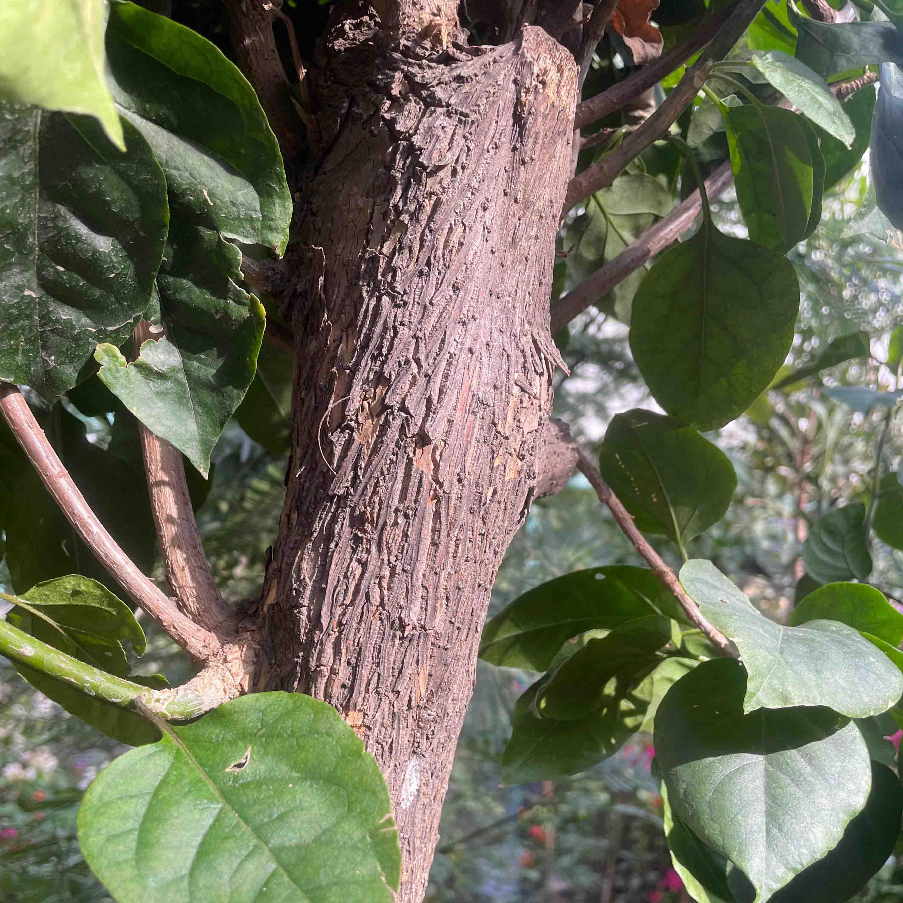 BUGANVILIA TRONCO - Vivero Yañez 