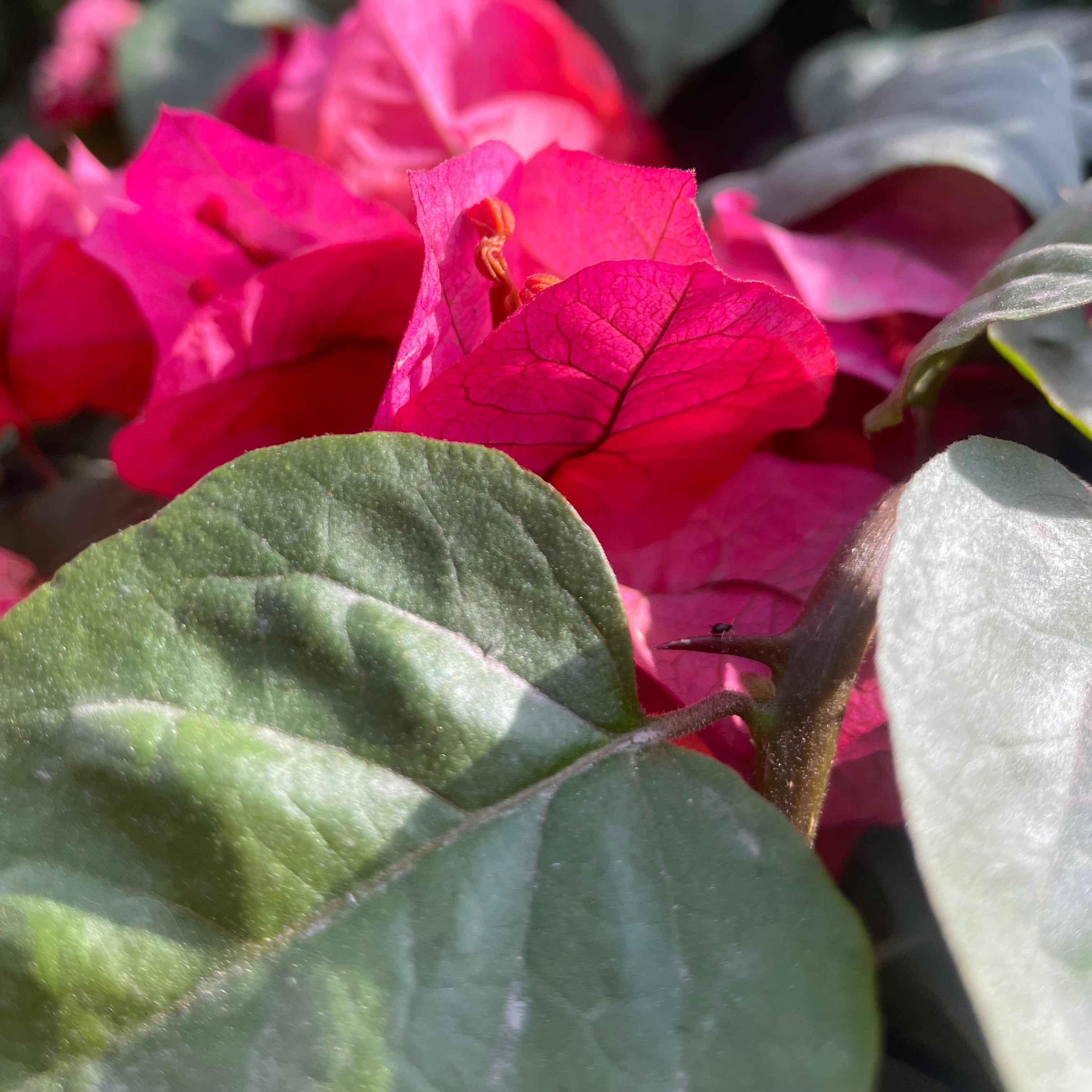 BUGANVILIA TRONCO - Vivero Yañez 