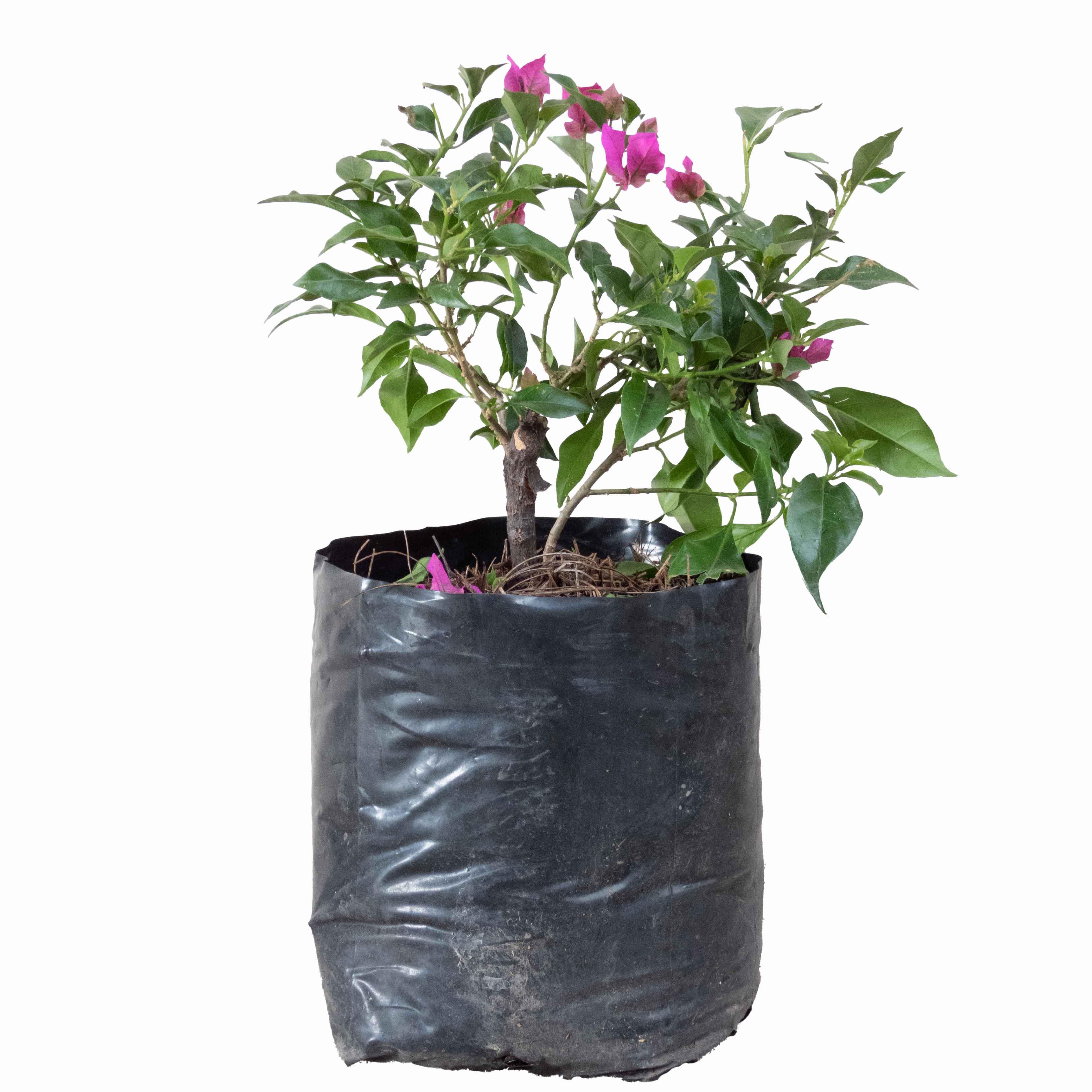 BUGANVILIA ARBUSTO CHICO - Vivero Yañez 