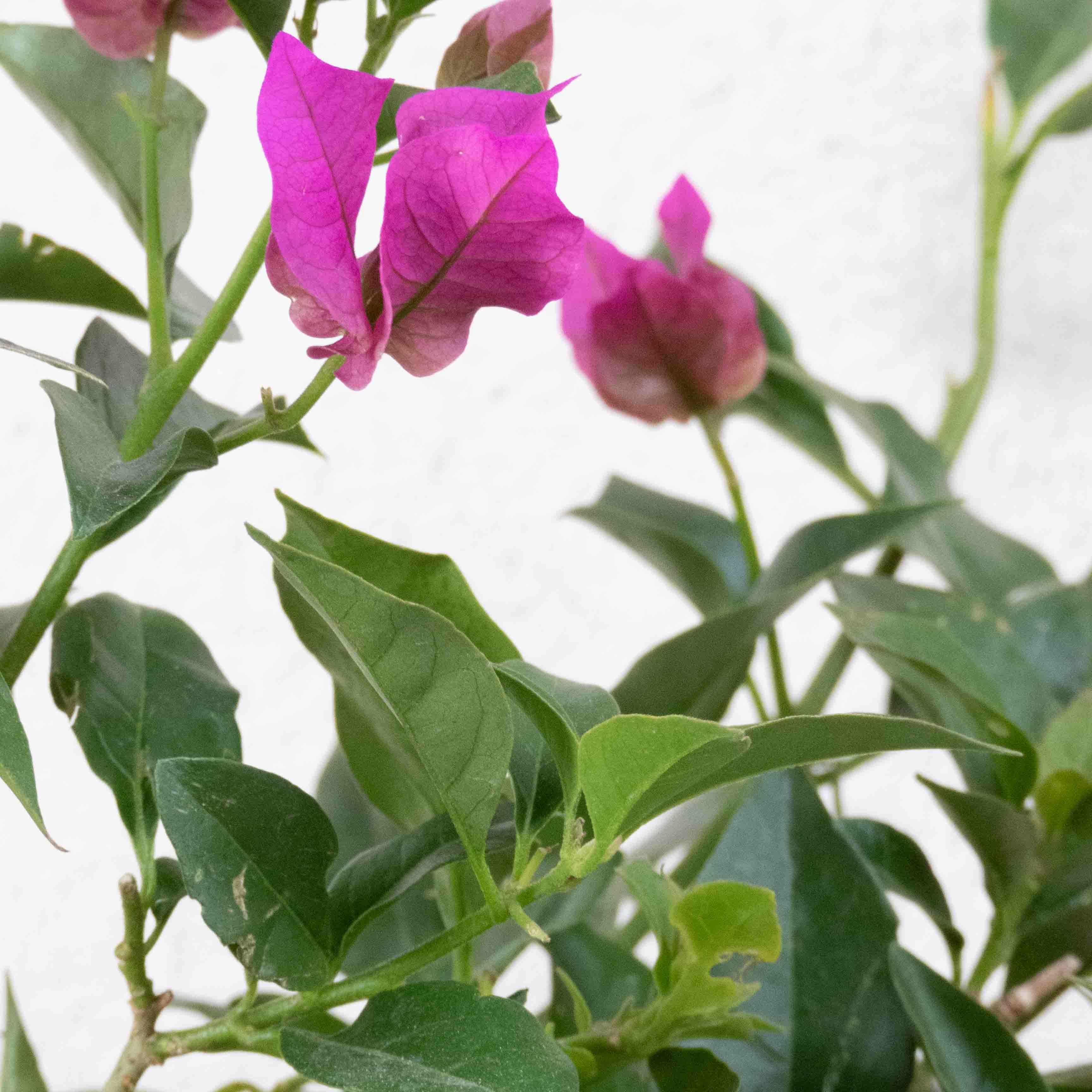 BUGANVILIA ARBUSTO CHICO - Vivero Yañez 