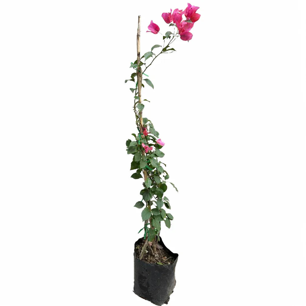 BUGANVILIA ENREDADERA CHICA - Vivero Yañez 