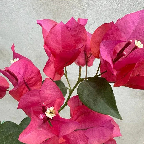 BUGANVILIA ENREDADERA CHICA - Vivero Yañez 