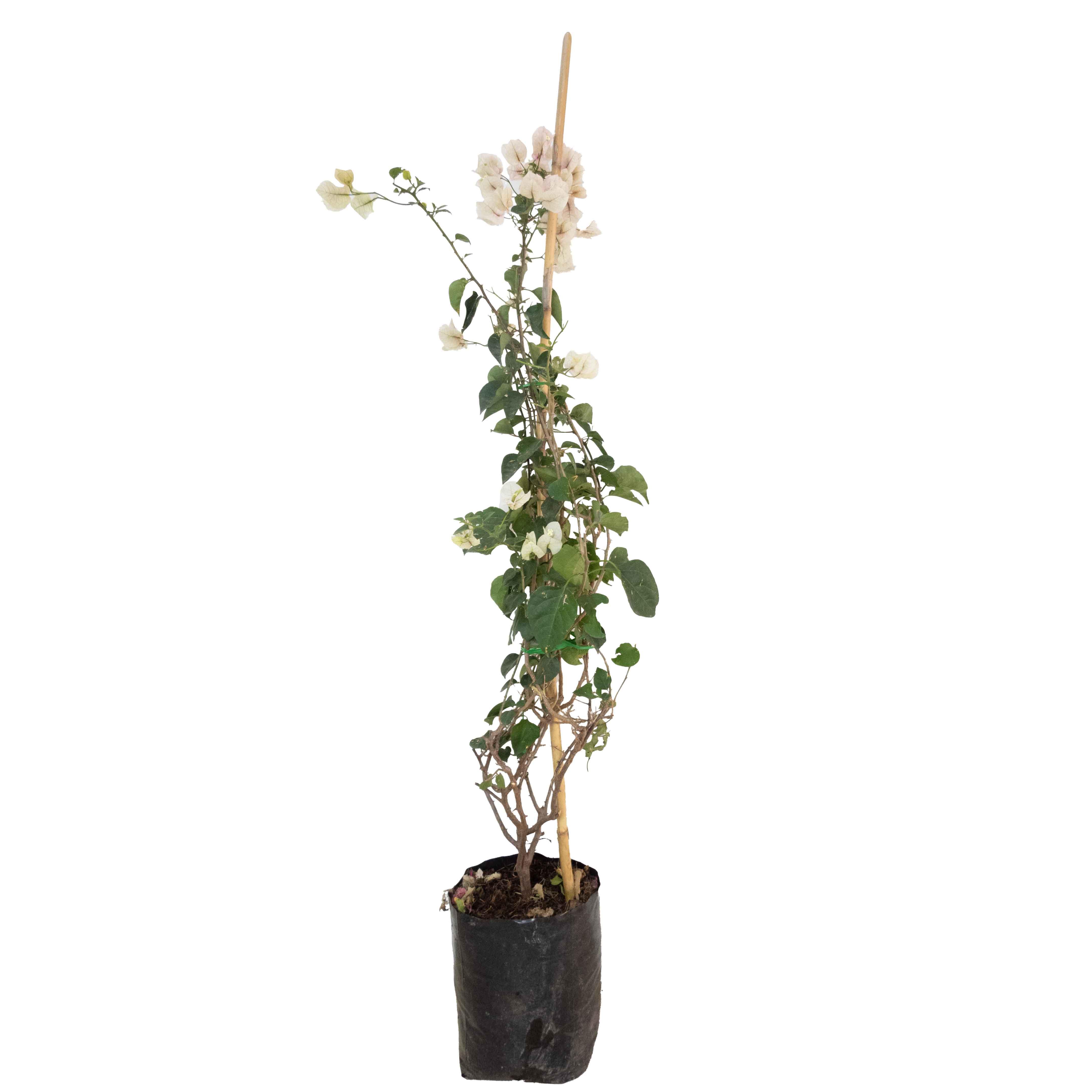 BUGANVILIA ENRREDADERA GRANDE - Vivero Yañez 