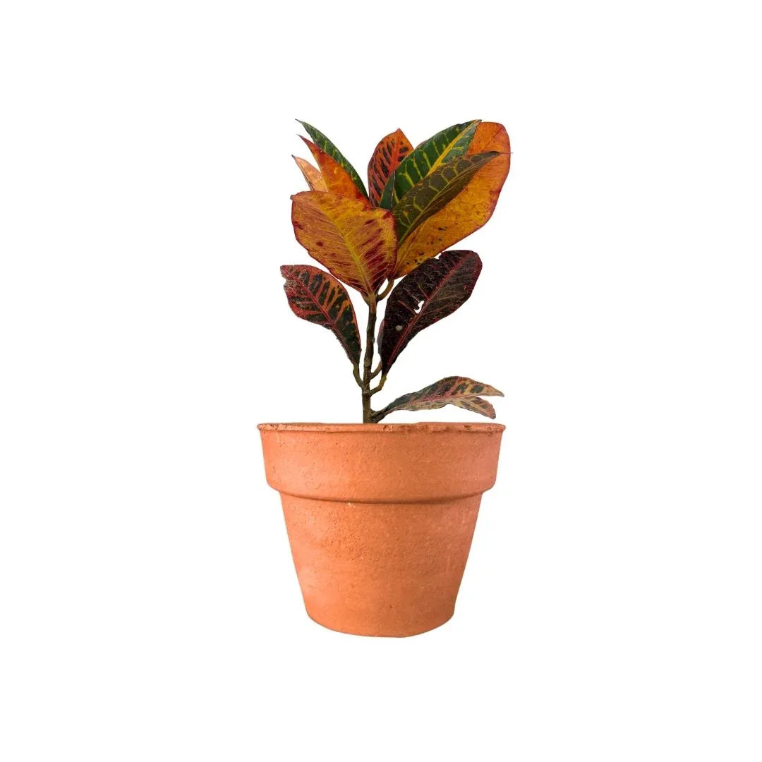 MACETA BARRO NATURAL C10 - Vivero Yañez 