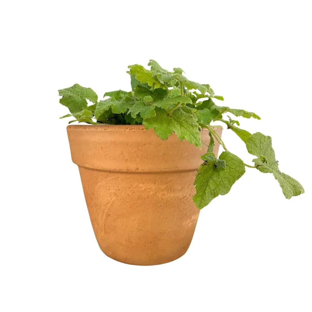 MACETA BARRO NATURAL C14 - Vivero Yañez 