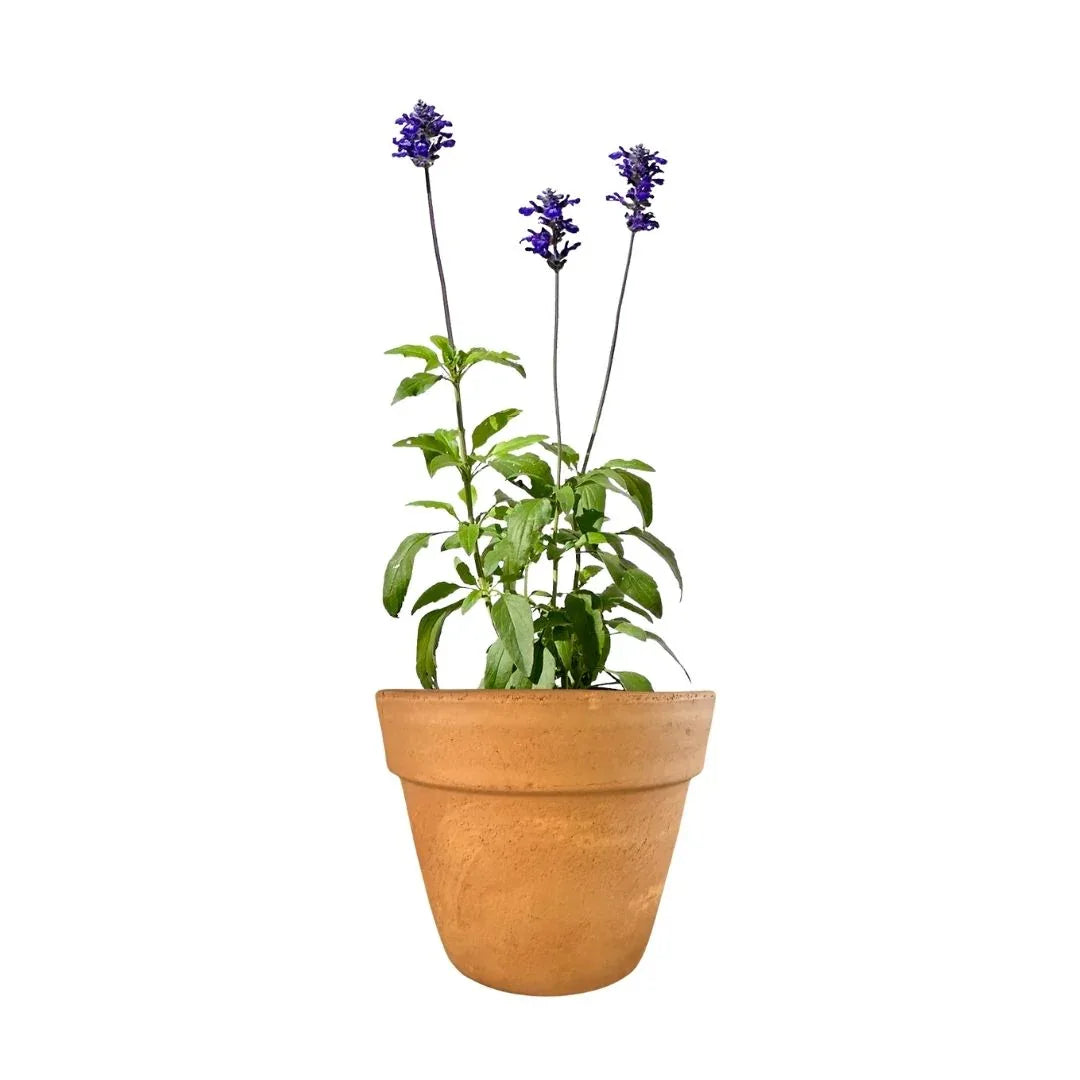 MACETA BARRO NATURAL C16 - Vivero Yañez 