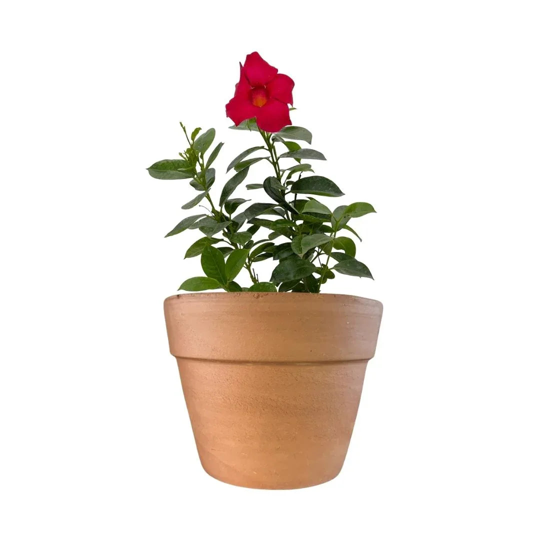 MACETA BARRO NATURAL C18 - Vivero Yañez 