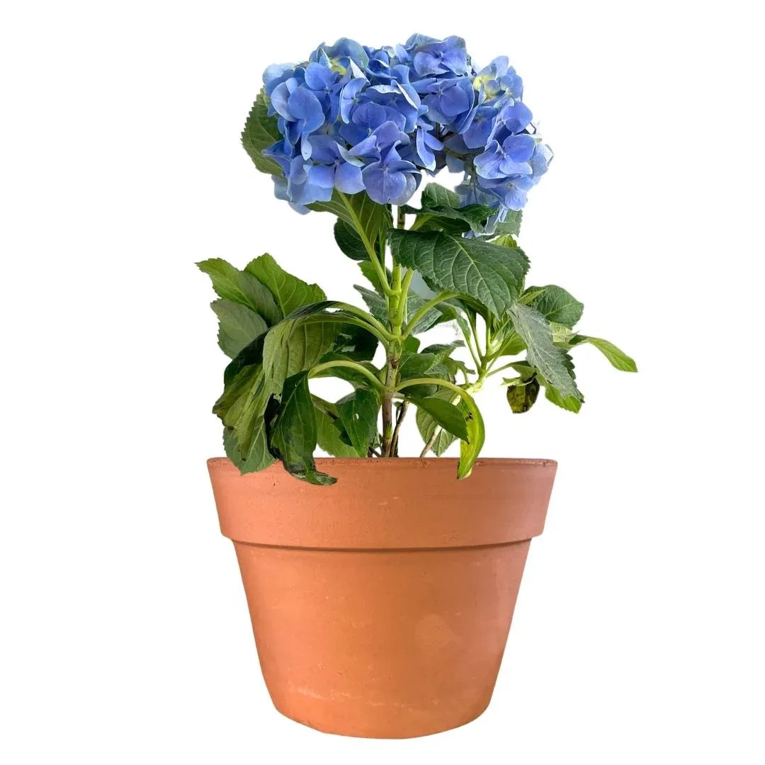 MACETA BARRO NATURAL C20 - Vivero Yañez 