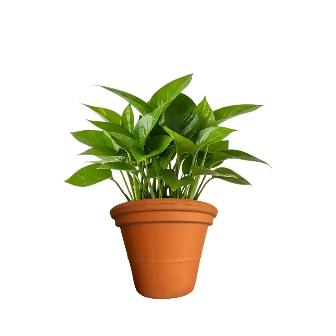 MACETA BARRO NATURAL C40 - Vivero Yañez 