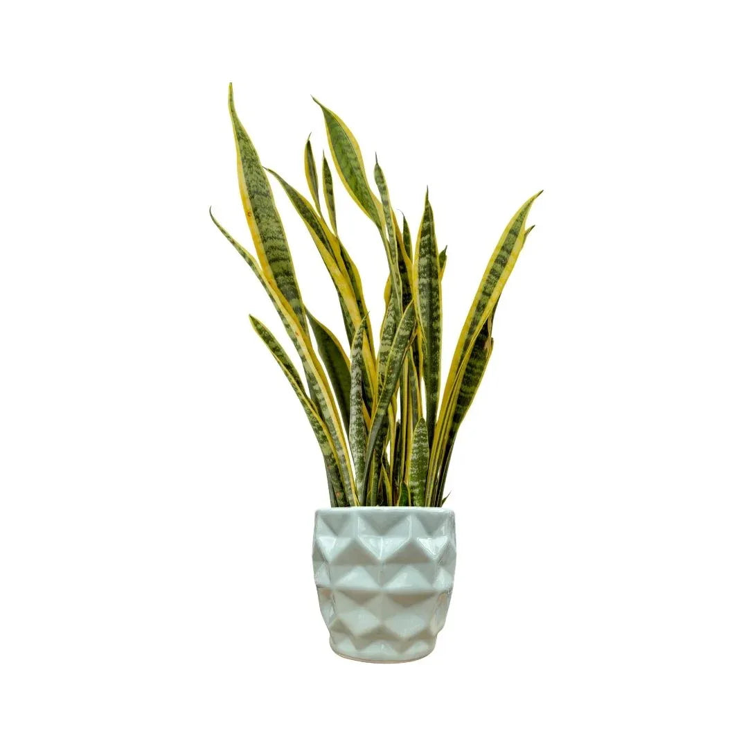 MACETA DE CERAMICA CALIZANTE GRANDE - Vivero Yañez 