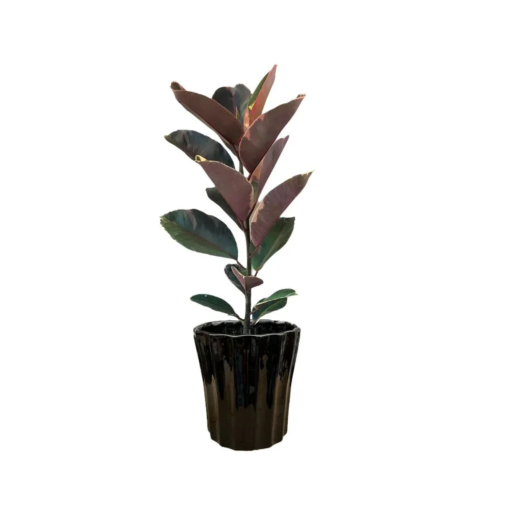 MACETA DE CERAMICA CANOPICO CHICO - Vivero Yañez 