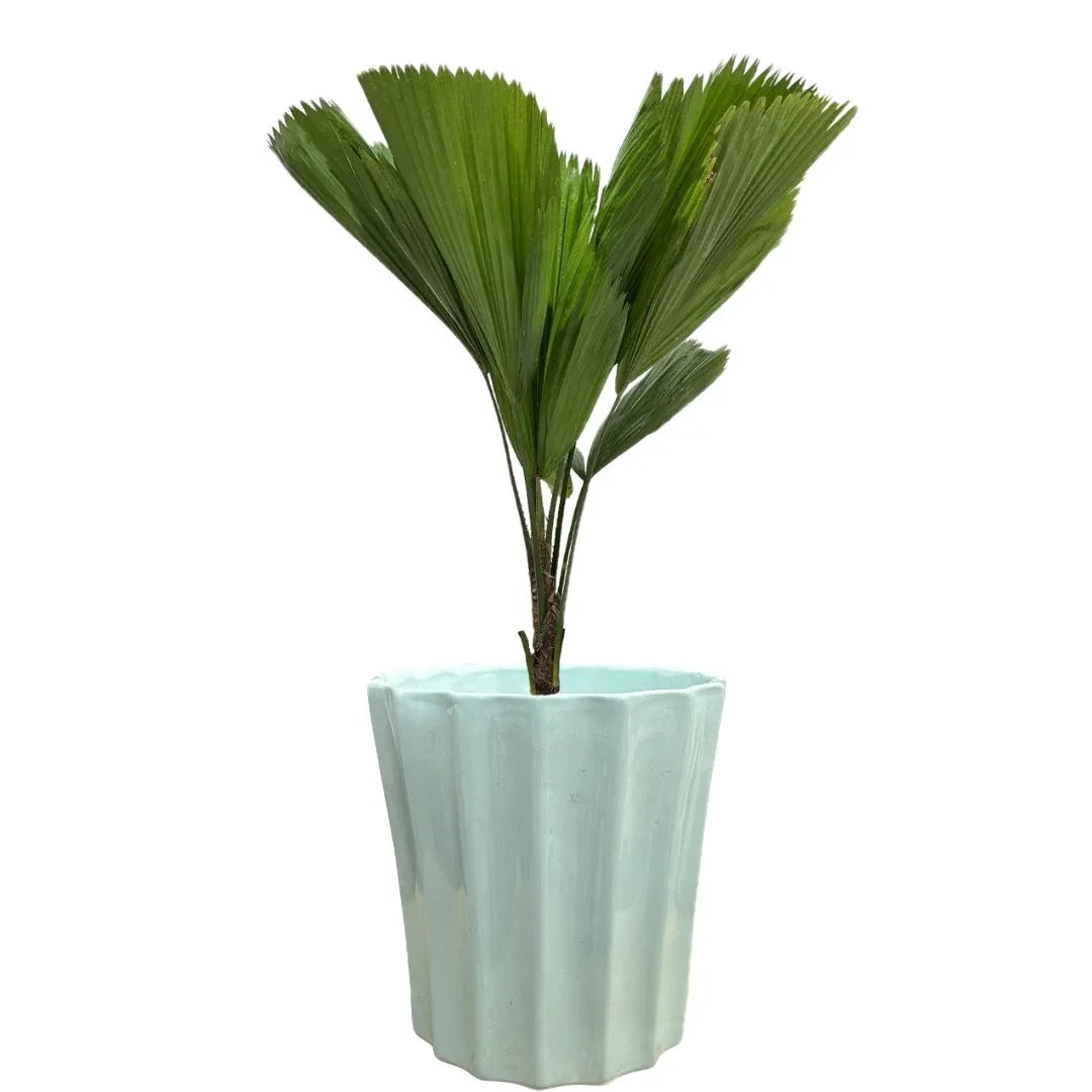 MACETA DE CERAMICA CANOPICO GRANDE - Vivero Yañez 