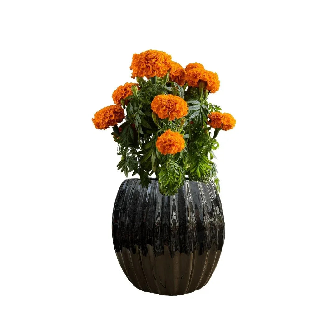 MACETA DE CERAMICA CASCARA - Vivero Yañez 