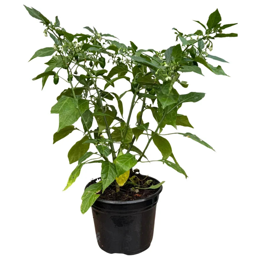 CHILE HABANERO - Vivero Yañez 