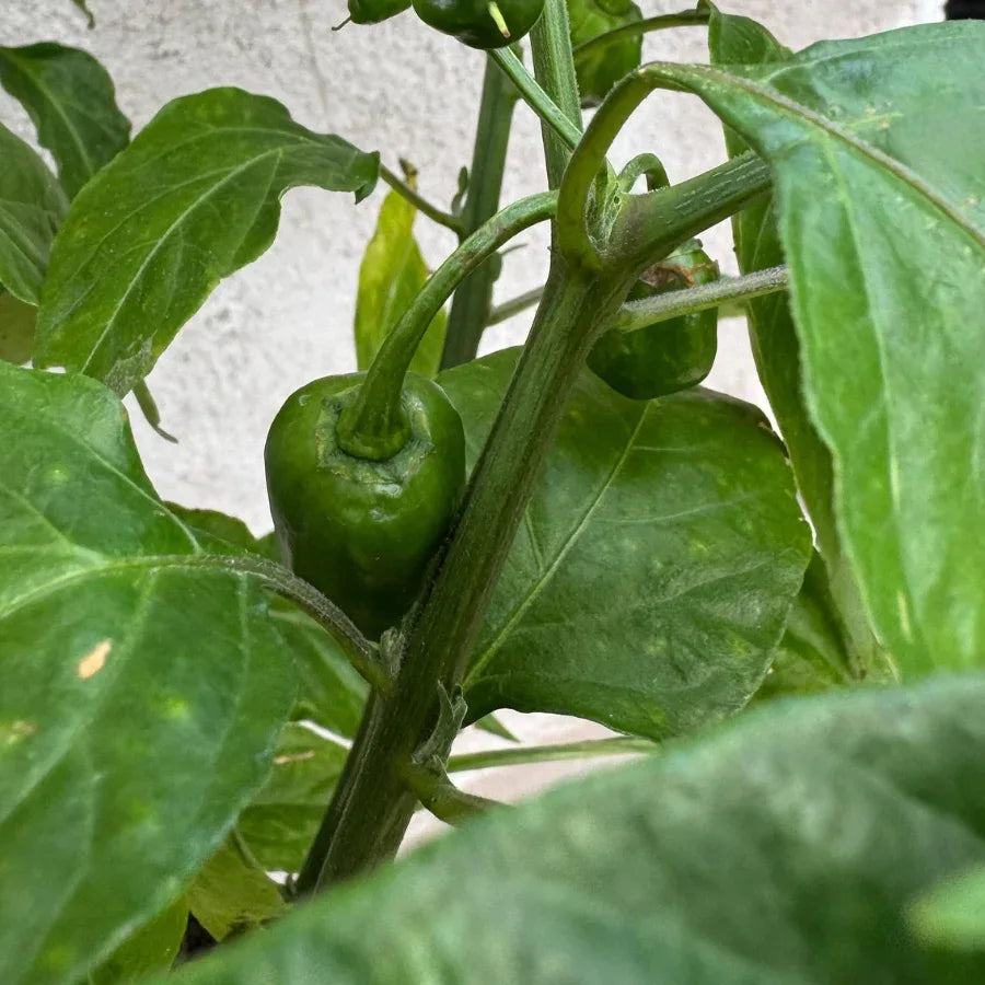 CHILE HABANERO - Vivero Yañez 