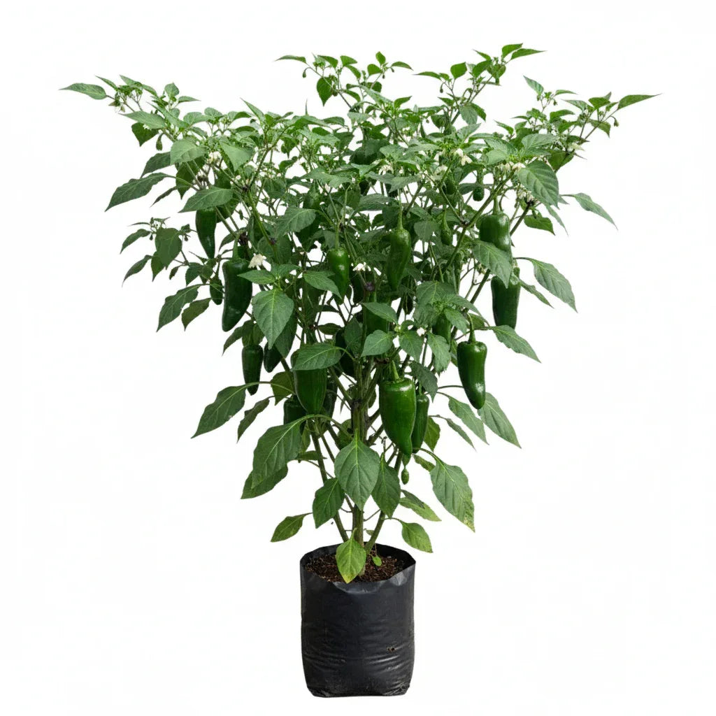 CHILE JALAPEÑO GRANDE - Vivero Yañez 