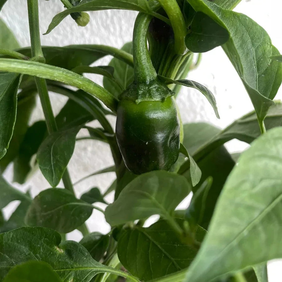 CHILE JALAPEÑO GRANDE - Vivero Yañez 