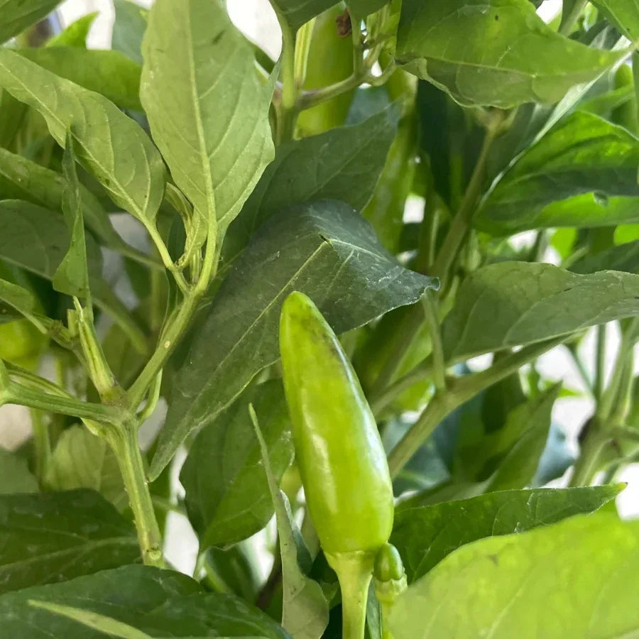 CHILE SERRANO CHICO - Vivero Yañez 