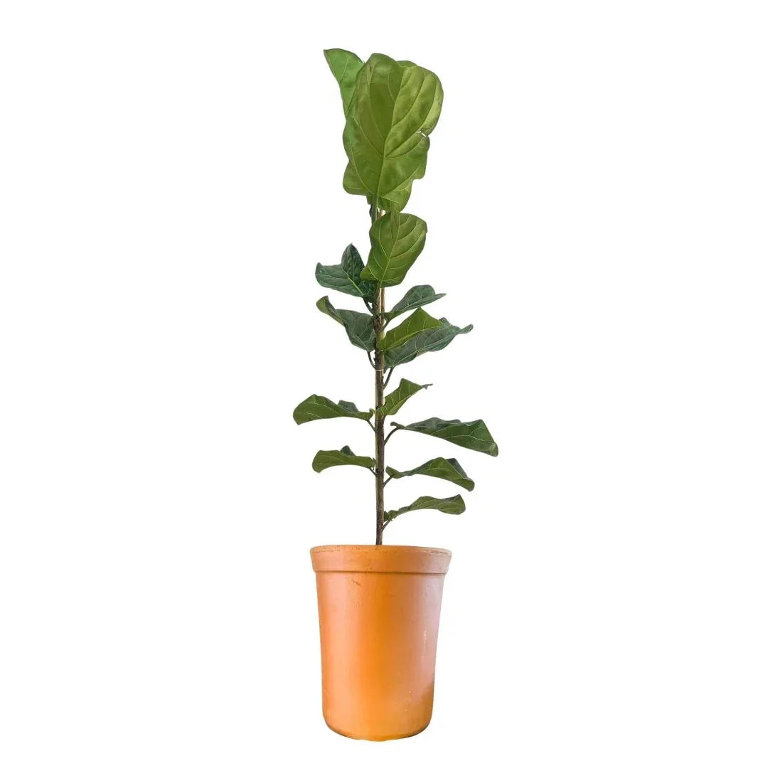 MACETA BARRO NATURAL CILINDRO GRANDE - Vivero Yañez 