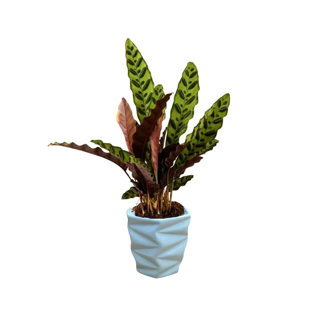 MACETA DE CERAMICA CIMELICO CHICO - Vivero Yañez 