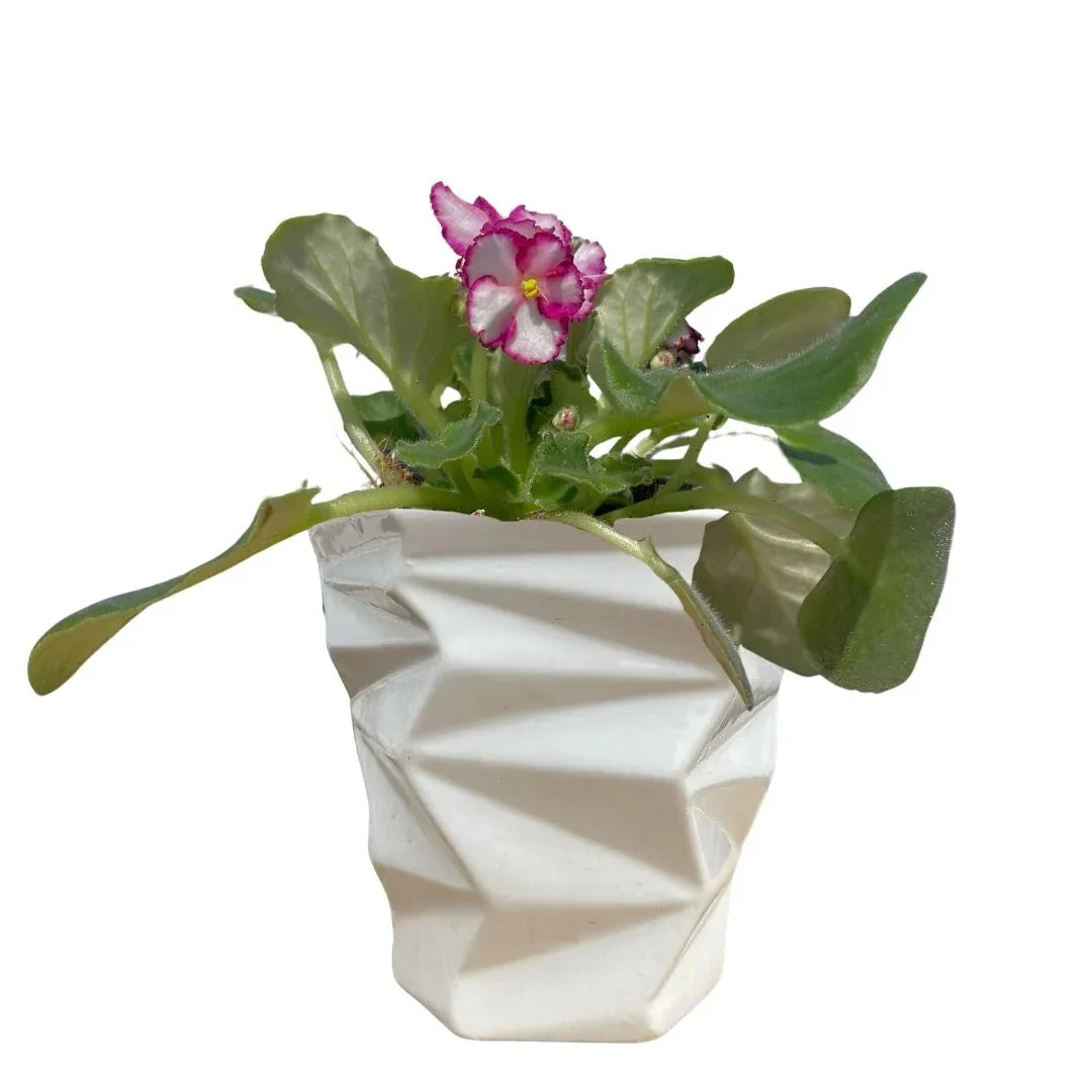 MACETA DE CERAMICA CIMELICO MEDIANO - Vivero Yañez 