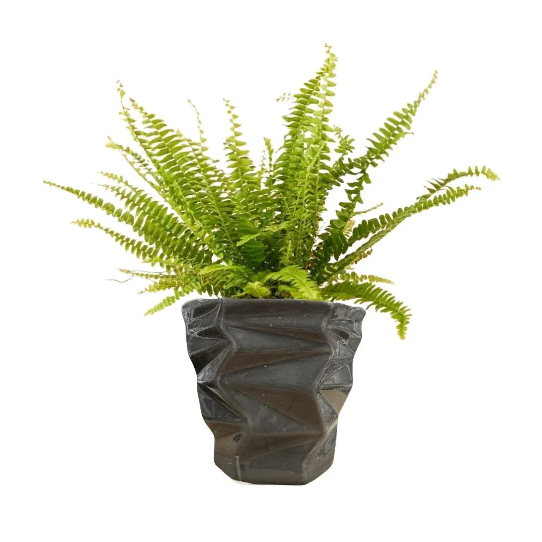MACETA DE CERAMICA CIMELICO MINI - Vivero Yañez 
