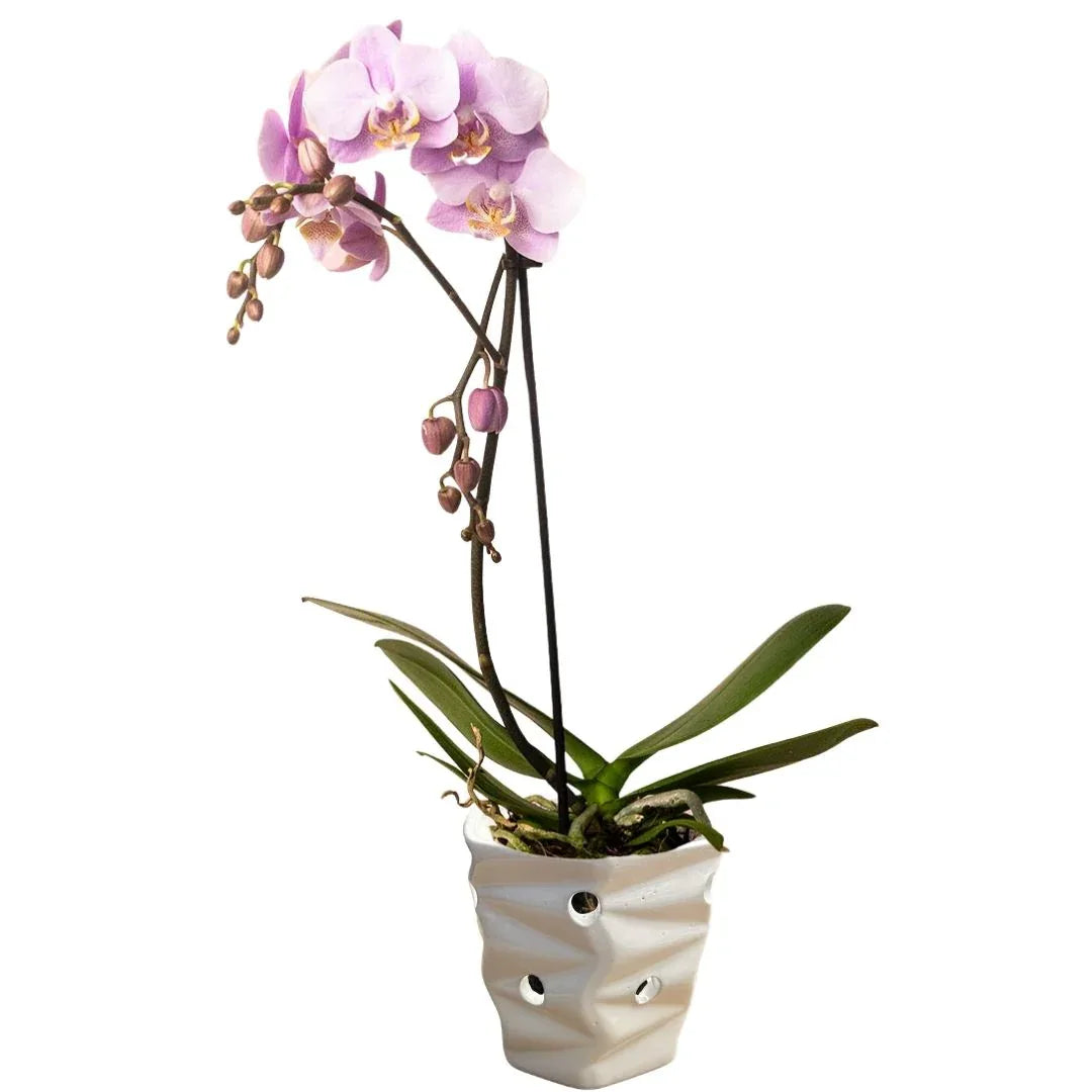 MACETA DE CERAMICA CIMELICO ORQUIDEA CHICO - Vivero Yañez 
