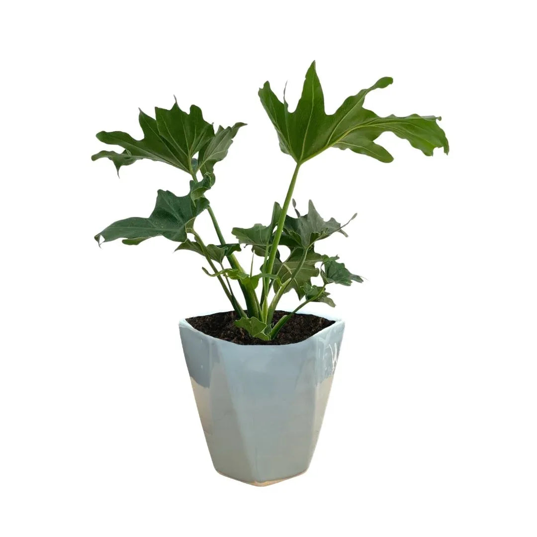 MACETA DE CERAMICA CIMERICO - Vivero Yañez 