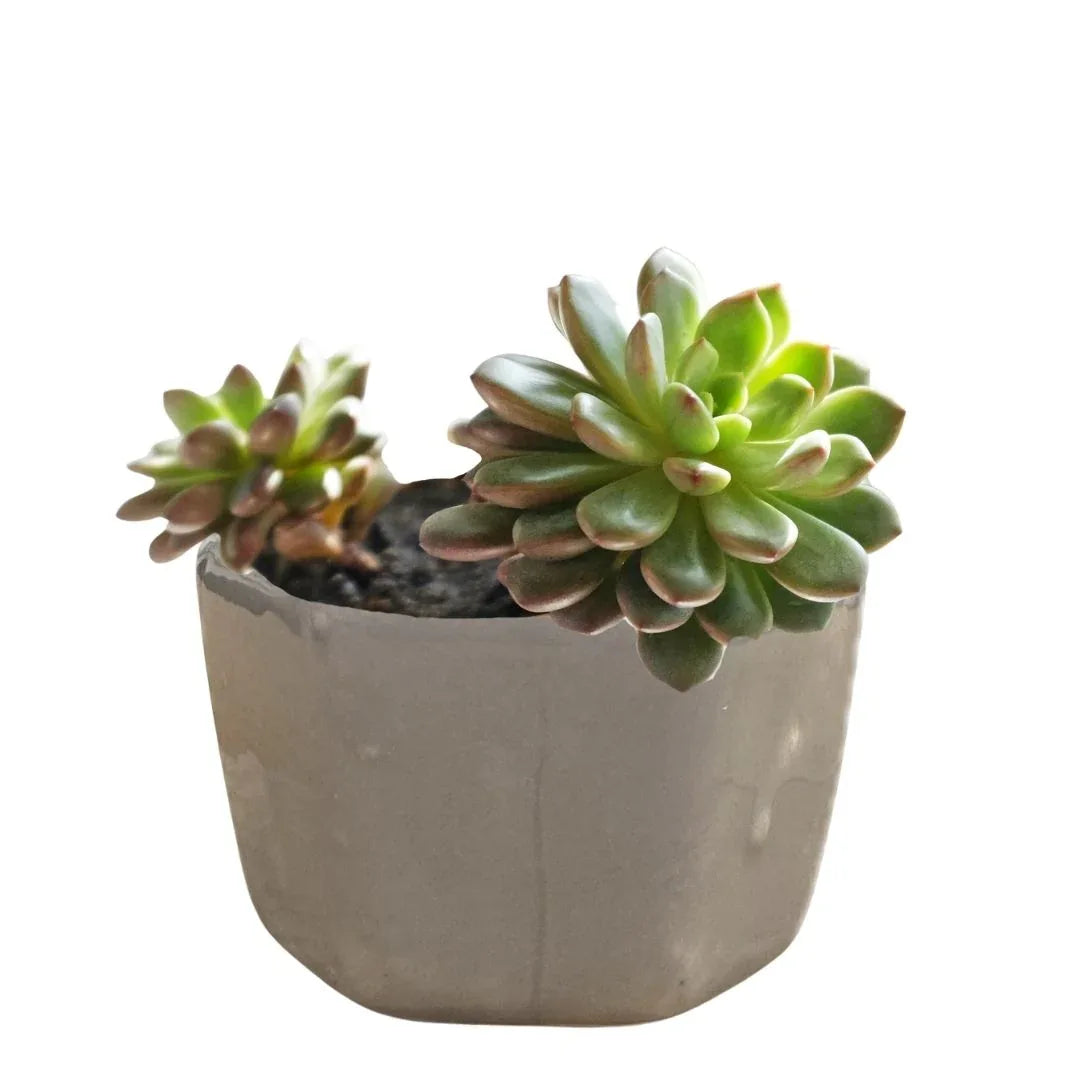 MACETA DE CERAMICA CIPRANO - Vivero Yañez 