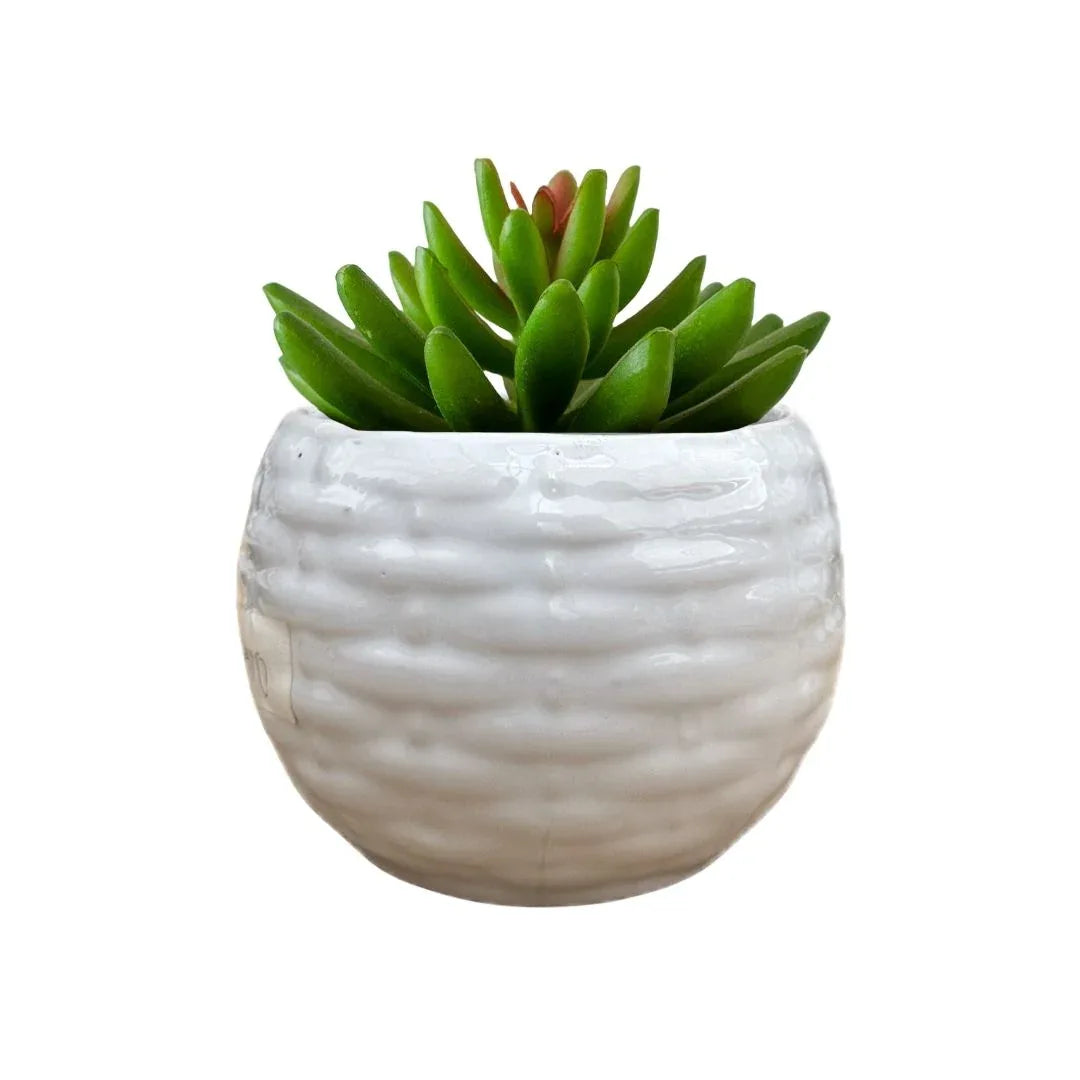 MACETA DE CERAMICA CIPRENO CHICO - Vivero Yañez 
