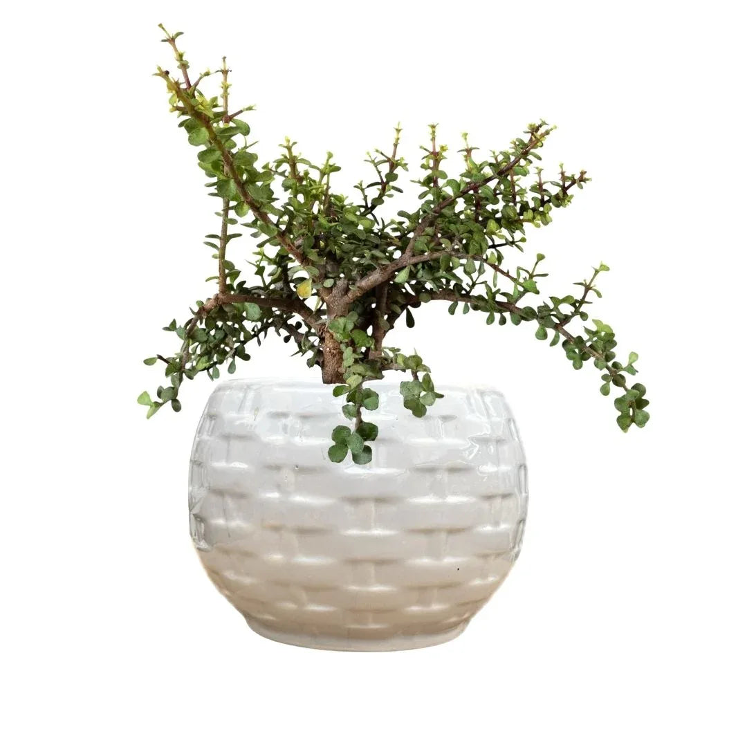 MACETA DE CERAMICA CIPRENO GRANDE - Vivero Yañez 