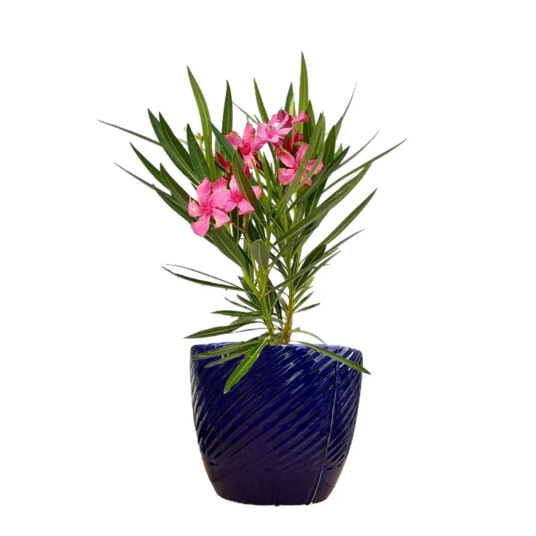 MACETA DE CERAMICA CLAUDILLA - Vivero Yañez 