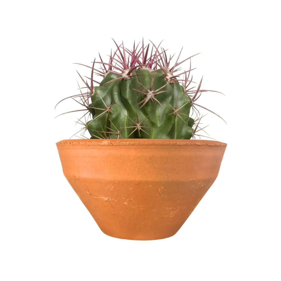MACETA BARRO NATURAL CO12 - Vivero Yañez 