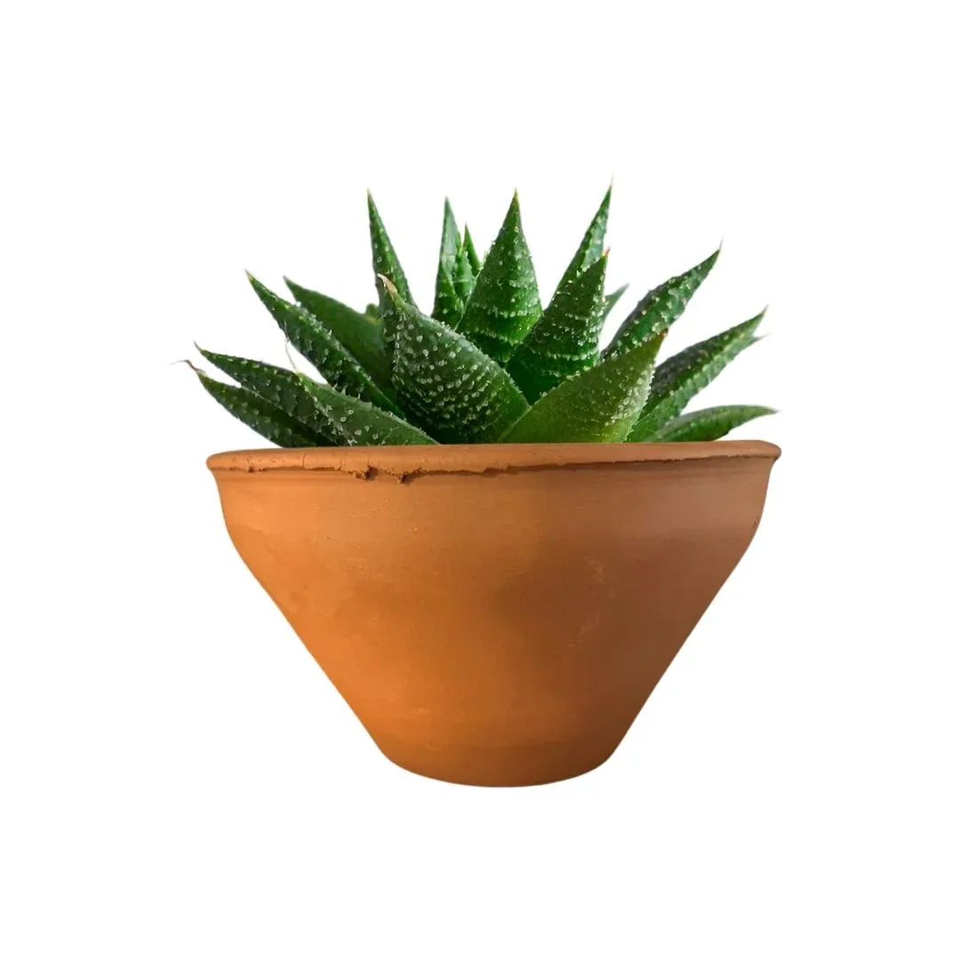 MACETA BARRO NATURAL CO16 - Vivero Yañez 