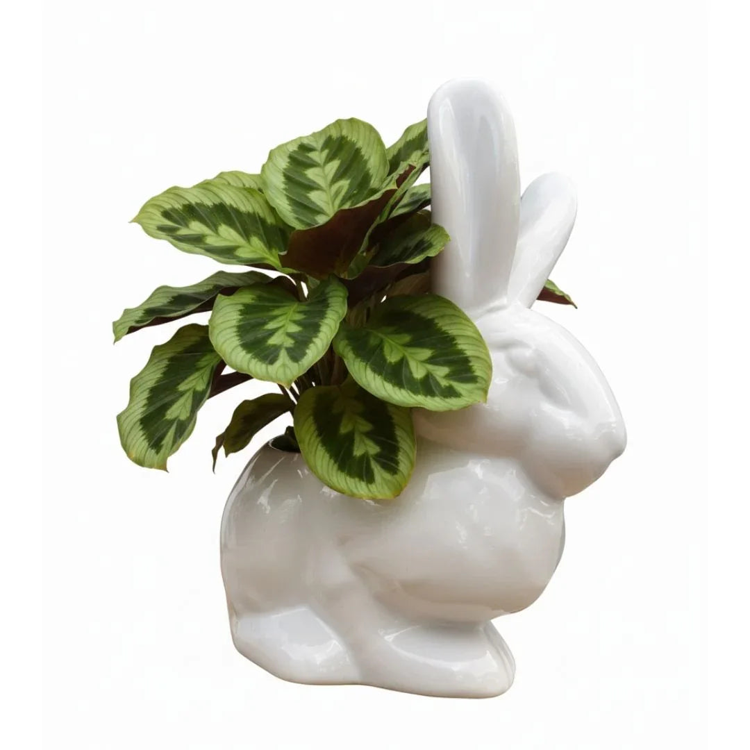 MACETA DE CERAMICA CONEJO - Vivero Yañez 