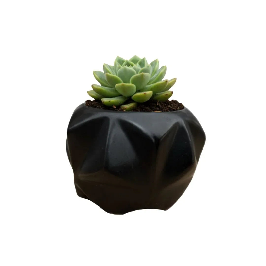 MACETA DE CERAMICA CORE - Vivero Yañez 