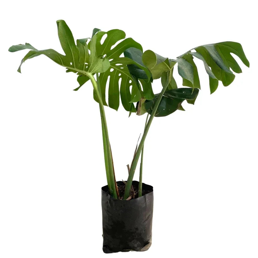 COSTILLA DE ADAN (PIÑANONA) CHICA - Vivero Yañez 