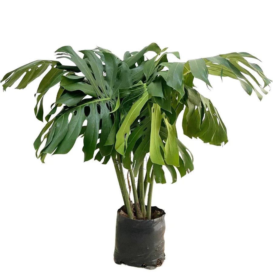 COSTILLA DE ADAN (PIÑANONA) MEDIANA - Vivero Yañez 