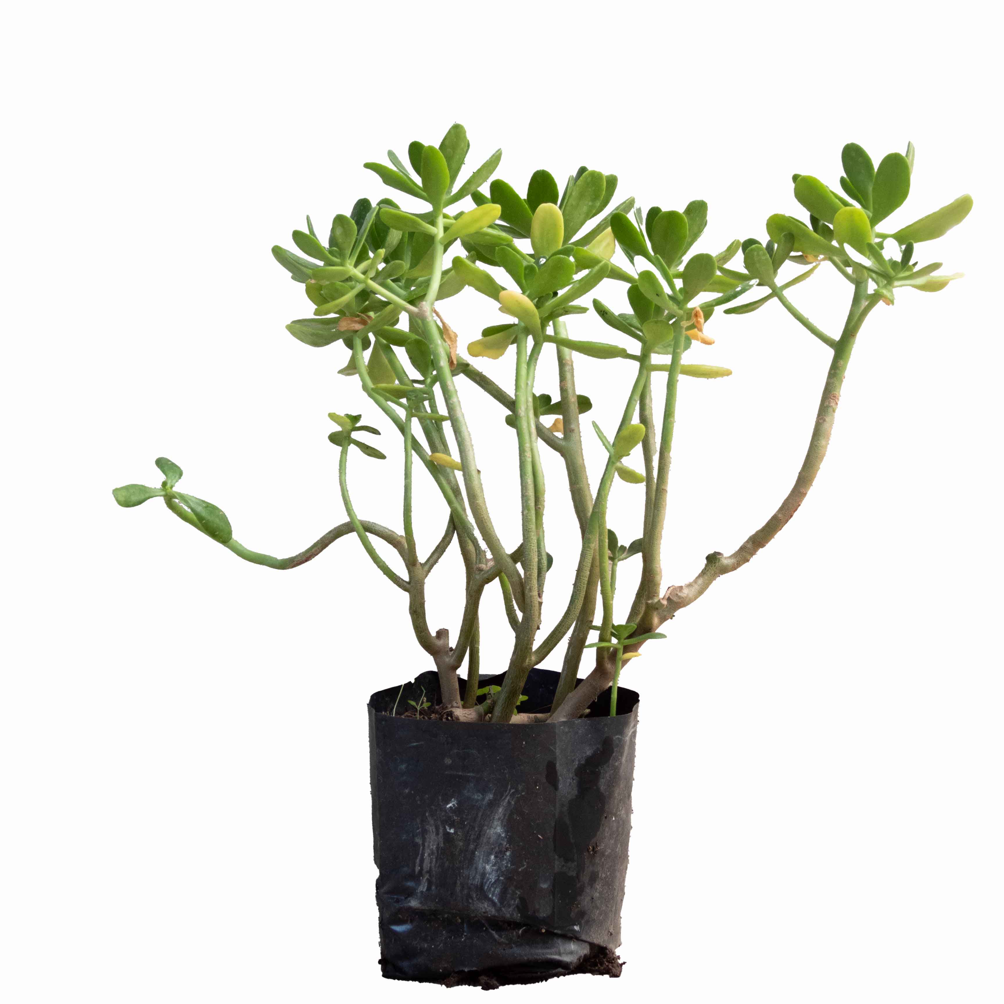 SIEMPREVIVA (CRASSULACEAE)