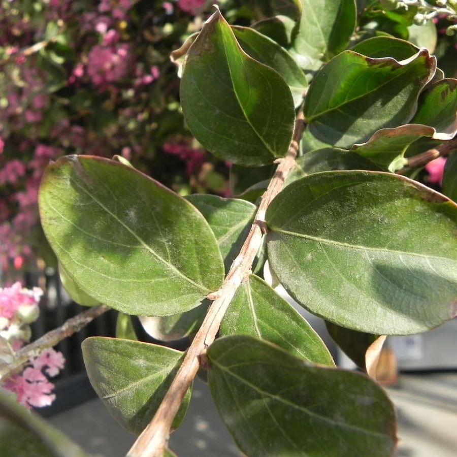 ARBOL CRESPON GRANDE (ASTRONOMICA)